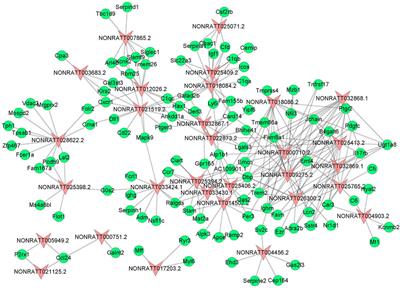 Profiling and Molecular Mechanism Analysis of Long Non-Coding RNAs and mRNAs in Pulmonary Arterial Hypertension Rat Models